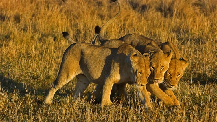 肯尼亚 ，马赛马拉国家保护区里的非洲狮