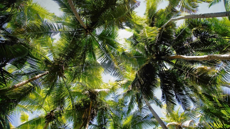 维尔京群岛国家公园 ，Maho 湾的棕榈树