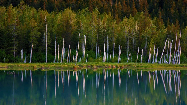 阿拉斯加州 ，楚加奇国家森林的波蒂奇湖
