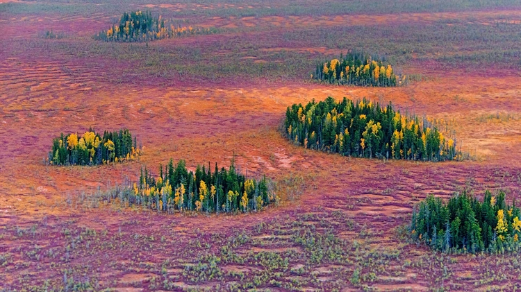  俄罗斯 ，西伯利亚东部针叶林的秋天