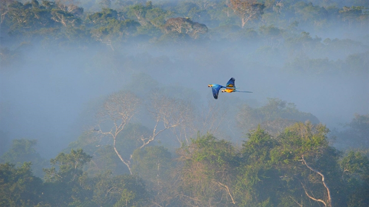  巴西 ，蓝黄相间的金刚鹦鹉在亚马逊雨林上空飞行