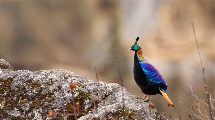 尼泊尔 ，萨加玛塔国家公园里的一只雄性棕尾虹雉