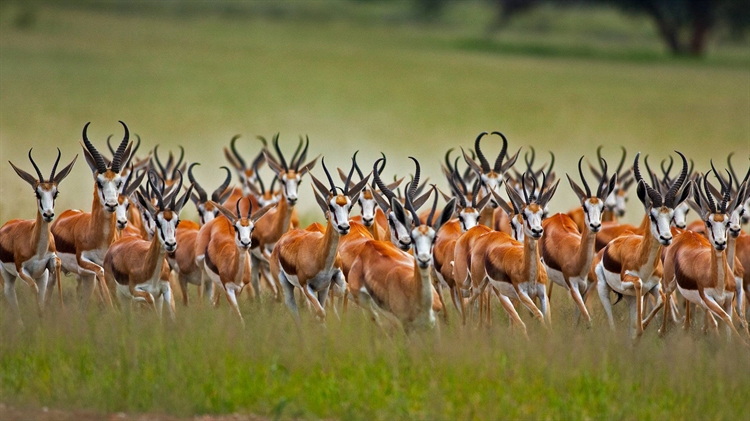 在南非卡拉哈里沙漠地区的一群雄性跳羚