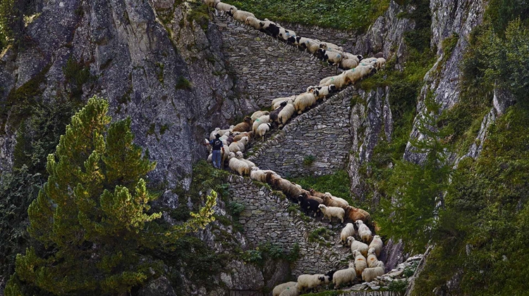 瑞士瓦莱州 ，瓦莱黑鼻羊