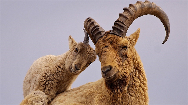 雄性高加索羱羊和它的幼崽 