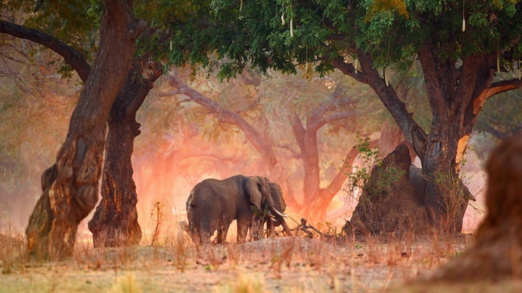 津巴布韦 ，马纳波尔斯国家公园内的非洲草原象