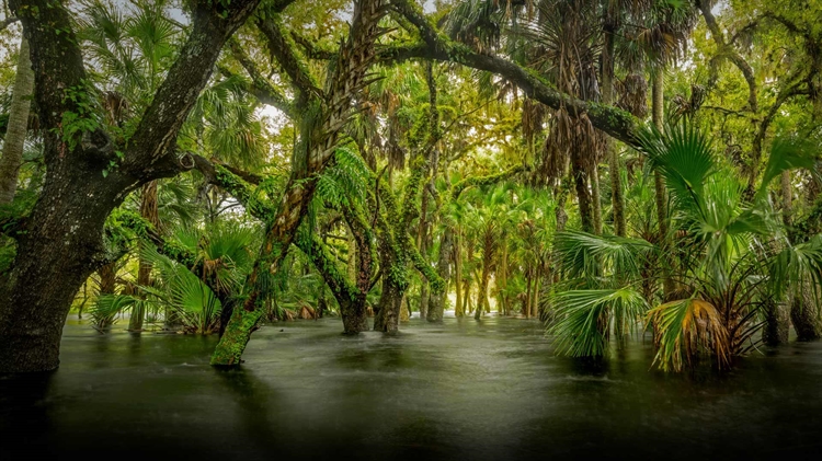 美国佛罗里达州 ，迈阿卡河州立公园内的沼泽生态区