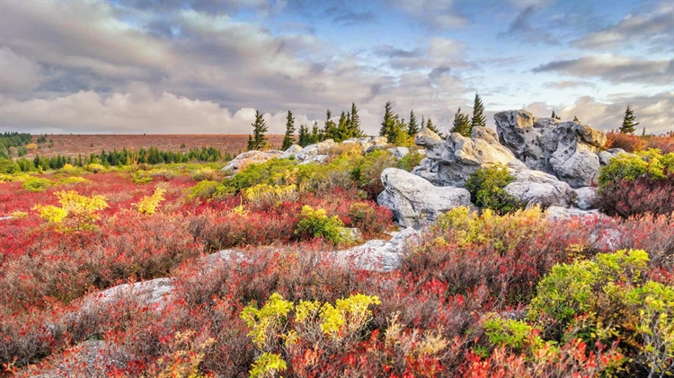美国西弗吉尼亚州 ，多利草地荒野内熊岩保护区的秋景