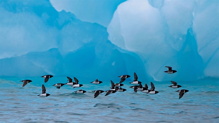 挪威斯匹次卑尔根群岛 ，小海雀们飞过冰山