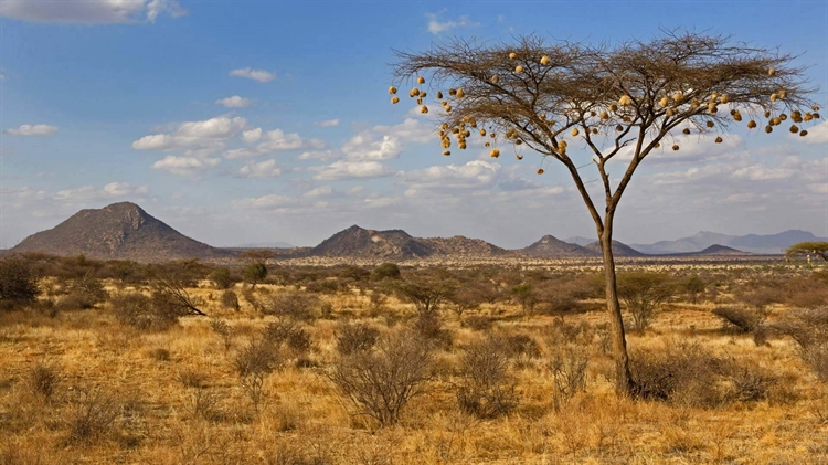 肯尼亚 ，桑布鲁国家自然保护区金合欢树上悬挂的织布鸟鸟巢