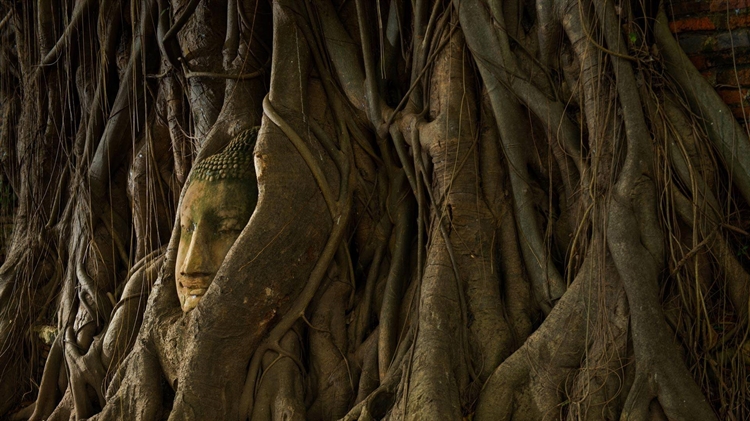 泰国 ，阿瑜陀耶城内的“树中佛像”