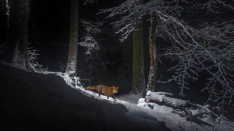 瑞士 ，侏罗山脉一侧的一只赤狐