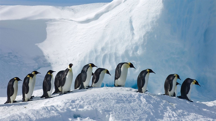 南极洲 ，斯诺希尔岛上的皇帝企鹅