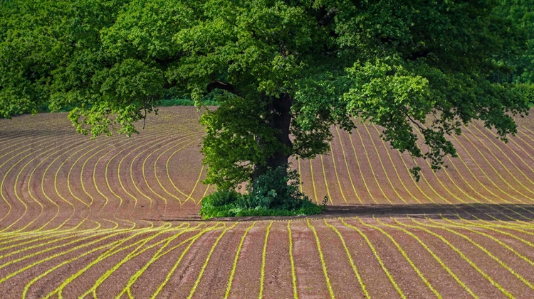英国威尔士 ，蒙茅斯郡田地上的英国橡树