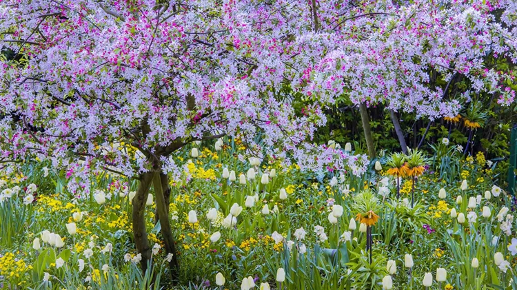 法国 ，吉维尼小镇莫奈花园的春天
