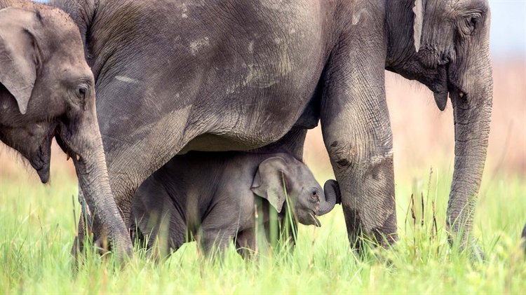 印度 ，吉姆·科比特国家公园里的亚洲象