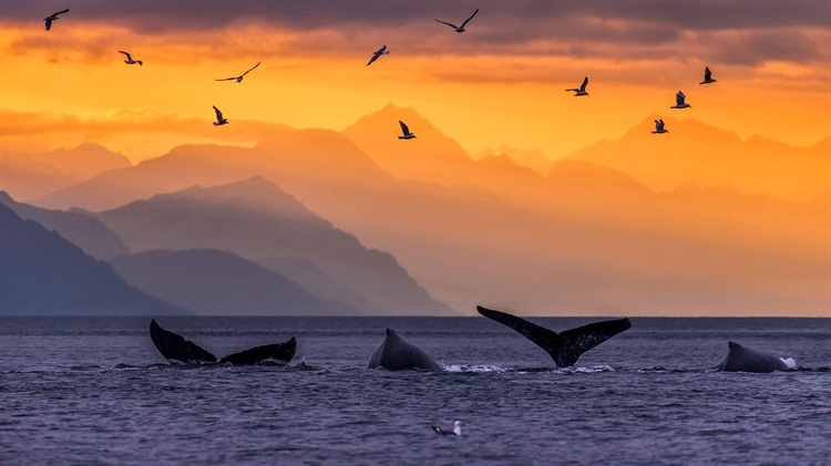 美国 ，阿拉斯加州内线航道林恩运河中的座头鲸