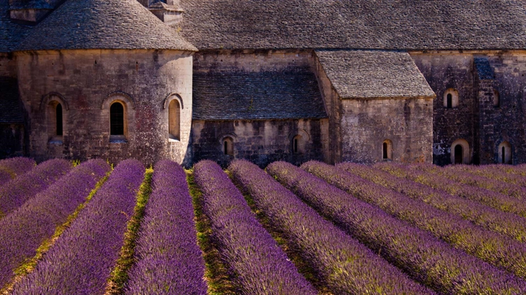 法国普罗旺斯-阿尔卑斯-蓝色海岸...，塞南克修道院前壮观的薰衣草花海