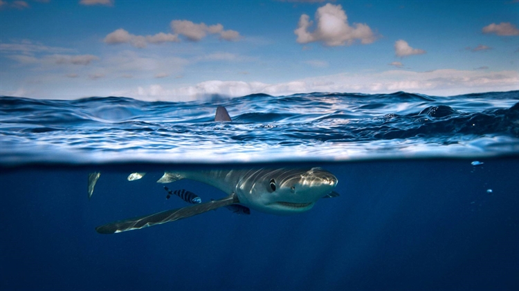 爱尔兰科克附近的大青鲨 
