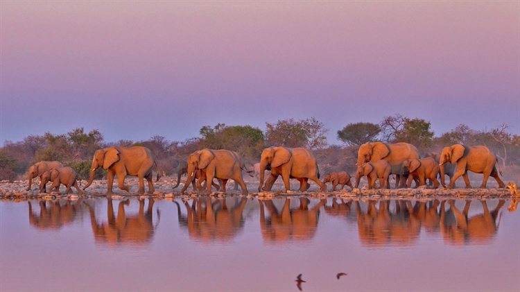 南非 ，【今日世界大象日】克鲁格国家公园内的大象