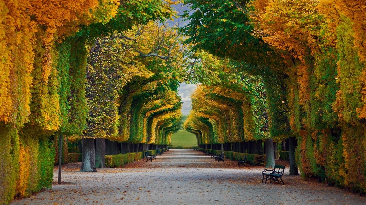  奥地利维也纳 ，【今日立秋】美泉宫花园的秋日景色