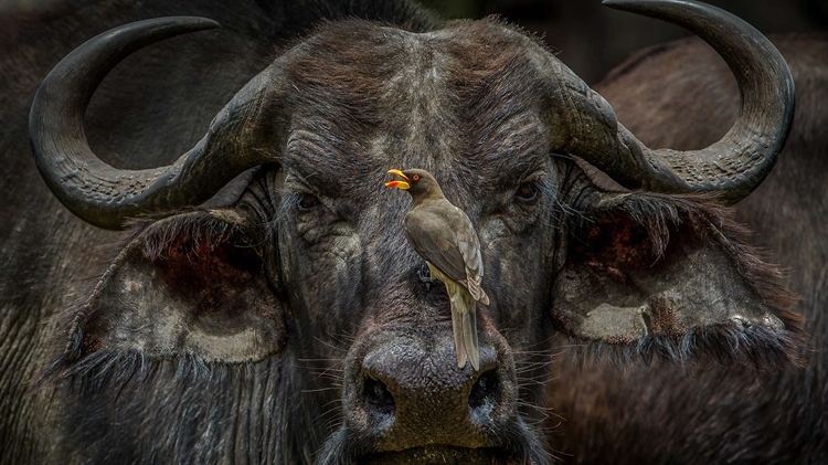 肯尼亚 ，站在非洲水牛鼻头上的黄嘴牛椋鸟