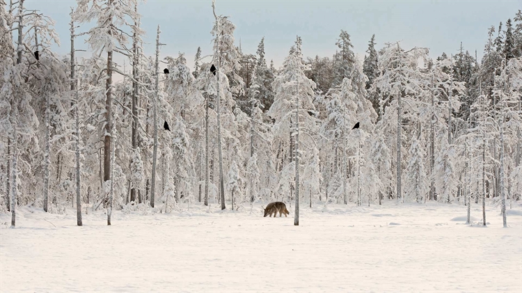 芬兰 ，雪地里的一群乌鸦与灰狼