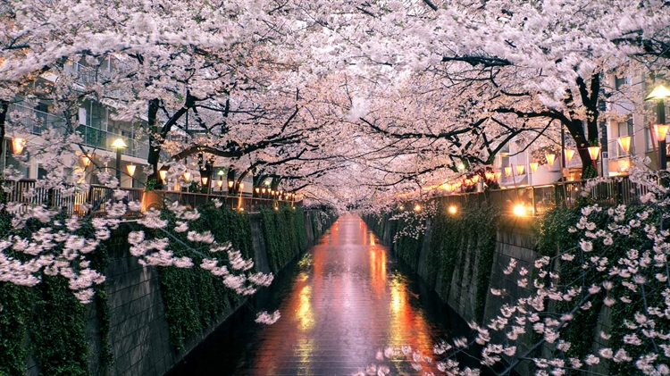 日本东京 ，目黑川上盛开的樱花