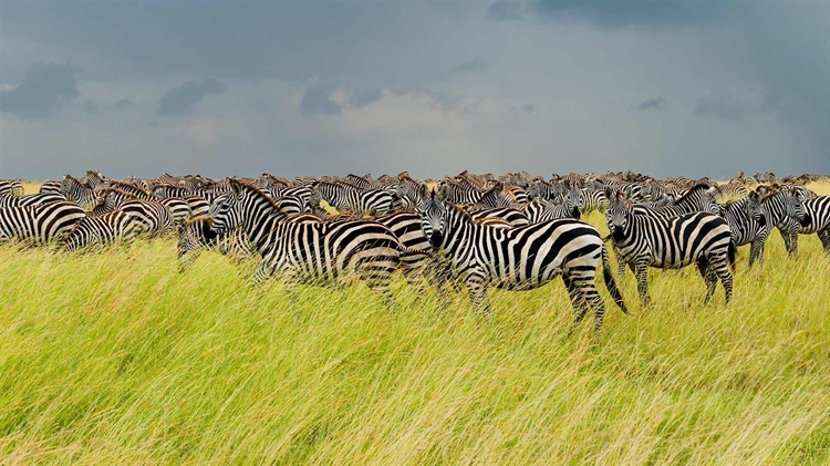 坦桑尼亚 ，塞伦盖蒂国家公园里的斑马群
