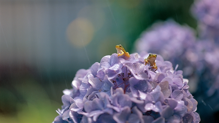 日本滋贺 ，大叶绣球花上的一对日本树蛙