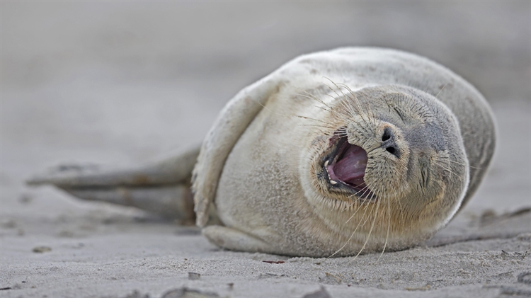 德国黑尔戈兰岛 ，一只躺在沙滩上的港海豹幼崽