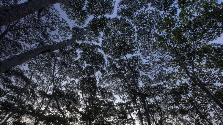 秘鲁亚马逊坦博帕塔国家保护区中的树冠 