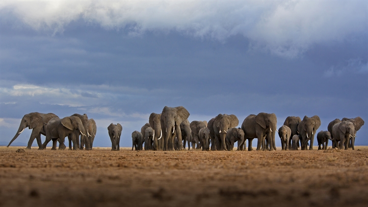 肯尼亚 ，安博塞利国家公园的大象