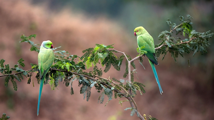 印度中央邦 ，Gharial野生动物保护区中的两只玫瑰环鹦鹉