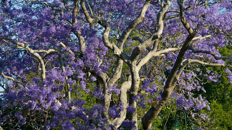 布里斯班 ，新农场公园内盛开的蓝花楹树