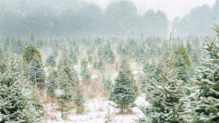 加拿大 ，安大略省的圣诞树农场