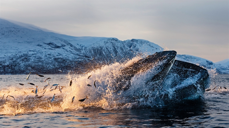 北挪威特罗姆瑟 ，克瓦尔岛海岸以鲱鱼为食的座头鲸