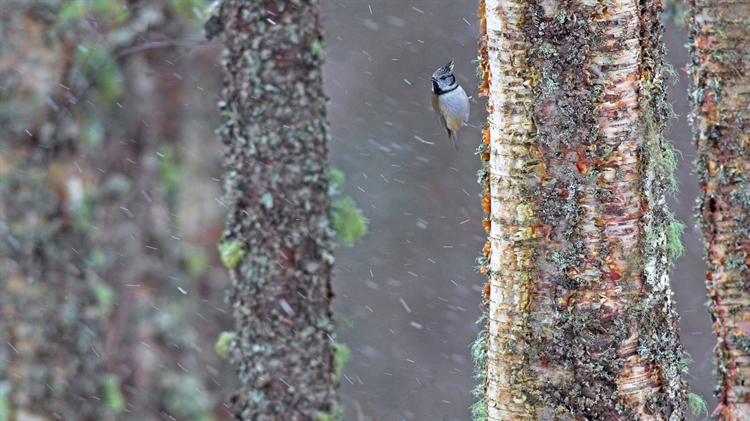 苏格兰 ，一只经受暴风雨的冠山雀