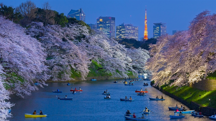 日本东京 ，以东京塔为背景皇宫附近盛开的樱花