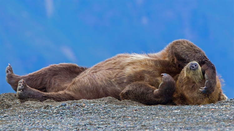 阿拉斯加库克湾 ，克拉克湖国家公园中一只休憩的灰熊幼崽