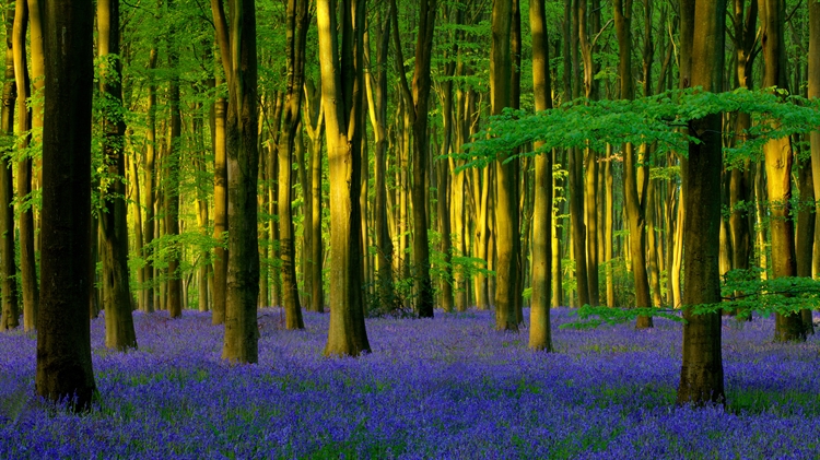 英国汉普郡 ，Micheldever Wood的蓝铃花