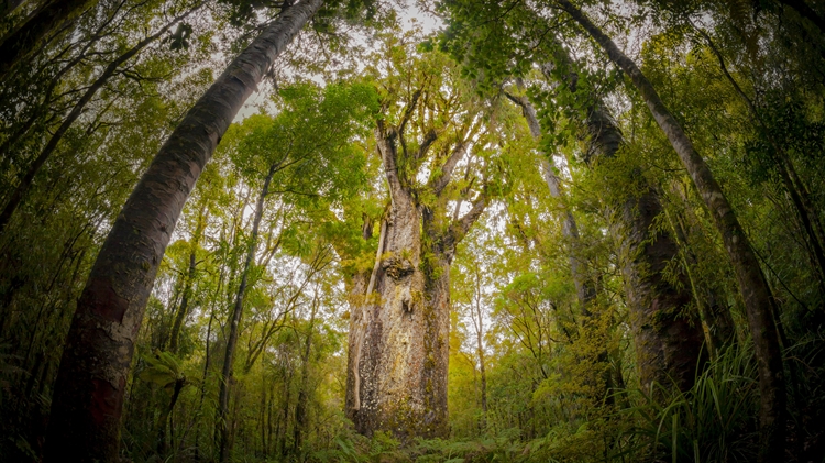 新西兰北地 ，怀波瓦森林中一棵名为Te Matua Ngahere的巨型贝壳杉树 