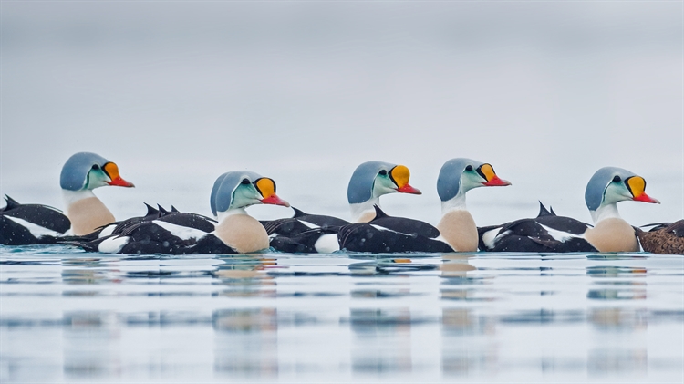 挪威特罗姆斯-芬马克郡 ，正在游水的雄性王绒鸭