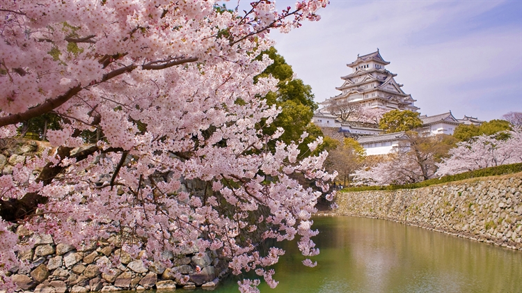 日本姬路 ，盛开的樱花和姬路城
