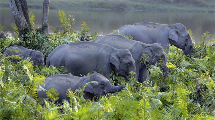 印度阿萨姆邦 ，卡齐兰加国家公园的亚洲象群