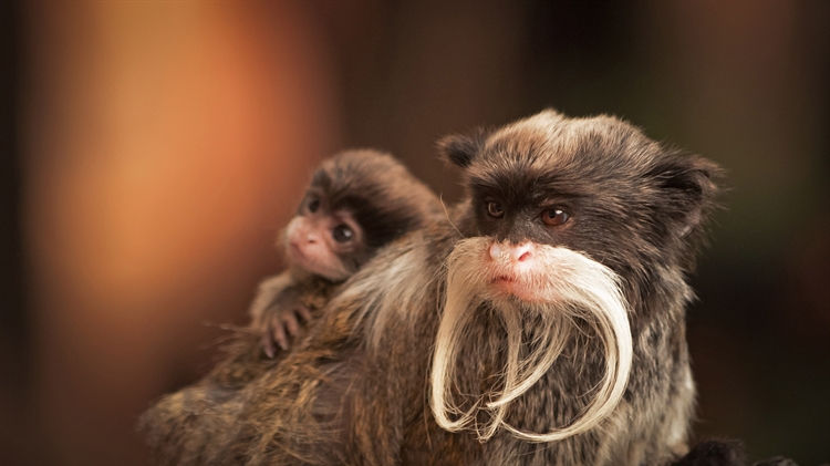一只带着幼崽的长胡子皇狨猴 