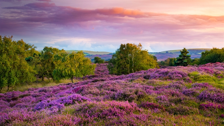 英国多塞特郡 ，斯塔德兰附近荒野上丛生的紫色和粉红色帚石楠