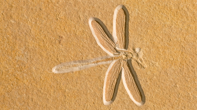 德国巴伐利亚 ，位于索尔恩霍芬的约1.5亿年前的蜻蜓化石
