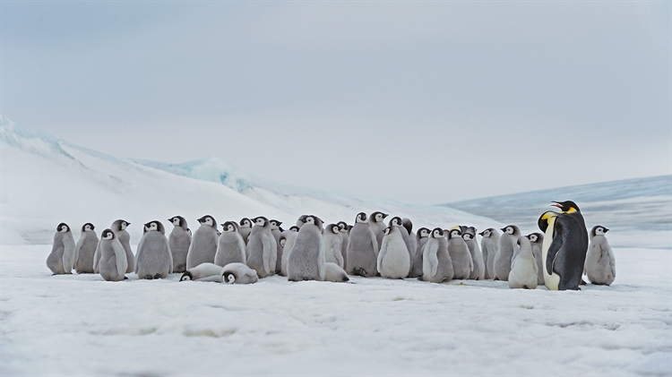 南极 ，栖息在斯诺希尔岛的成年帝企鹅和幼崽