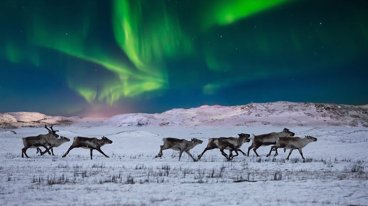 挪威苔原上的北极光和野生驯鹿 